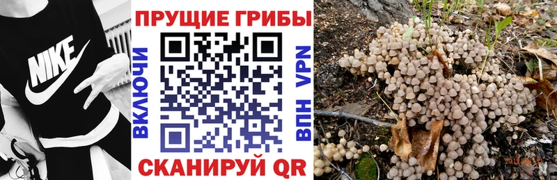 Галлюциногенные грибы Psilocybine cubensis  Купить  Спасск 